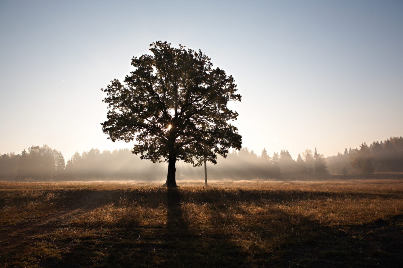 The Tree of Life